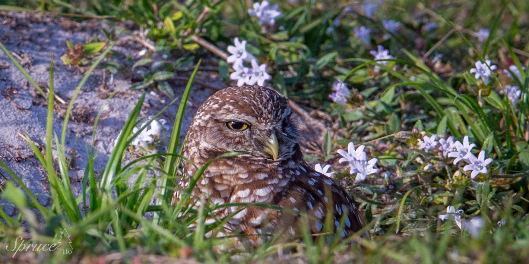 Burrowing Owl surrounded by flowers