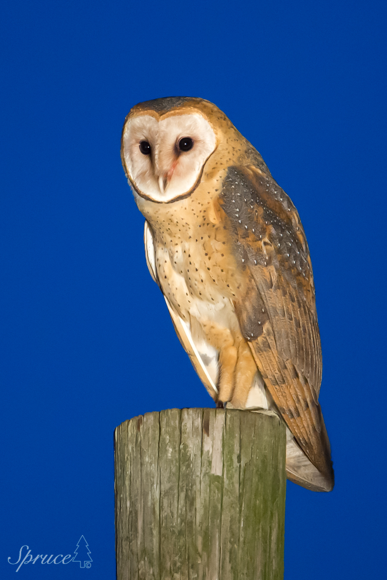 Barn Owl perched on top of a wooden fence post