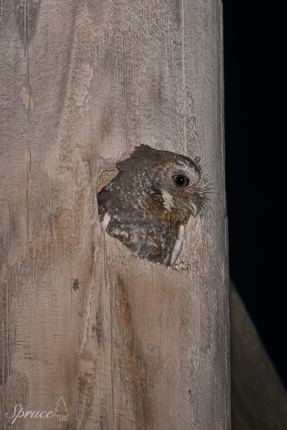 Elf Owl