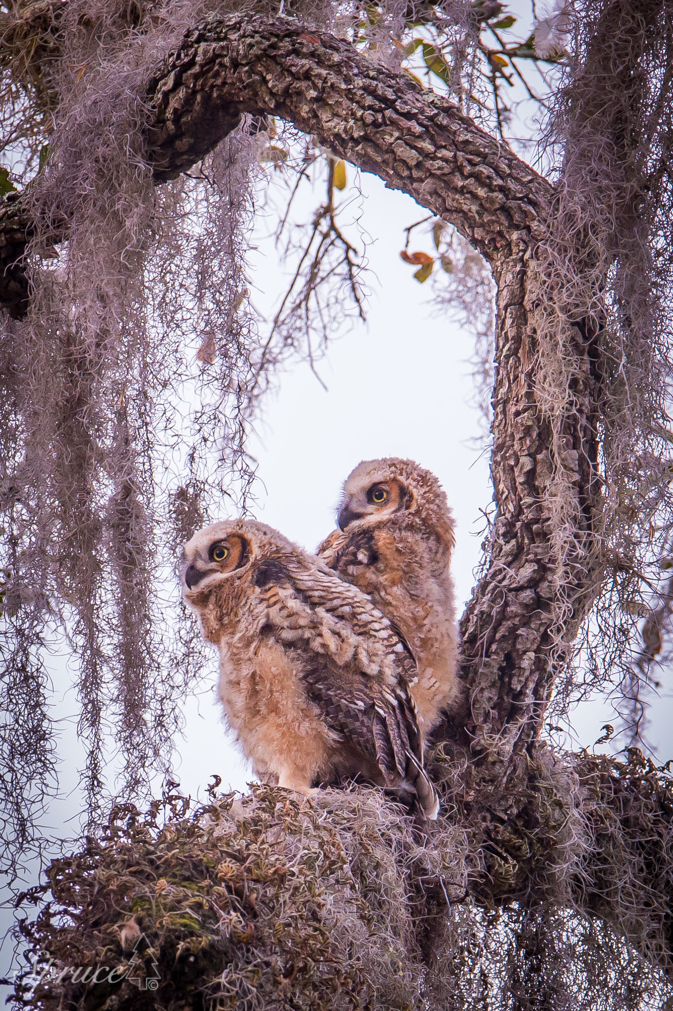 Two Great Horned Owlets