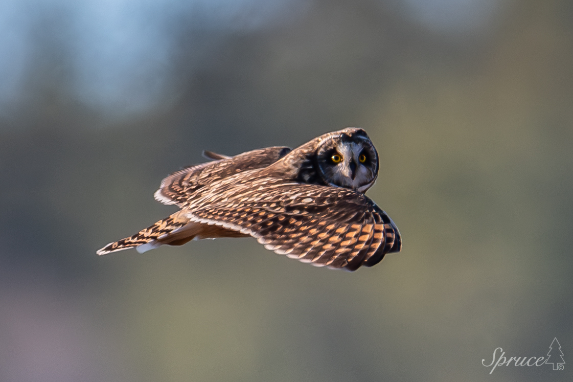 Short-eared Owl in flight