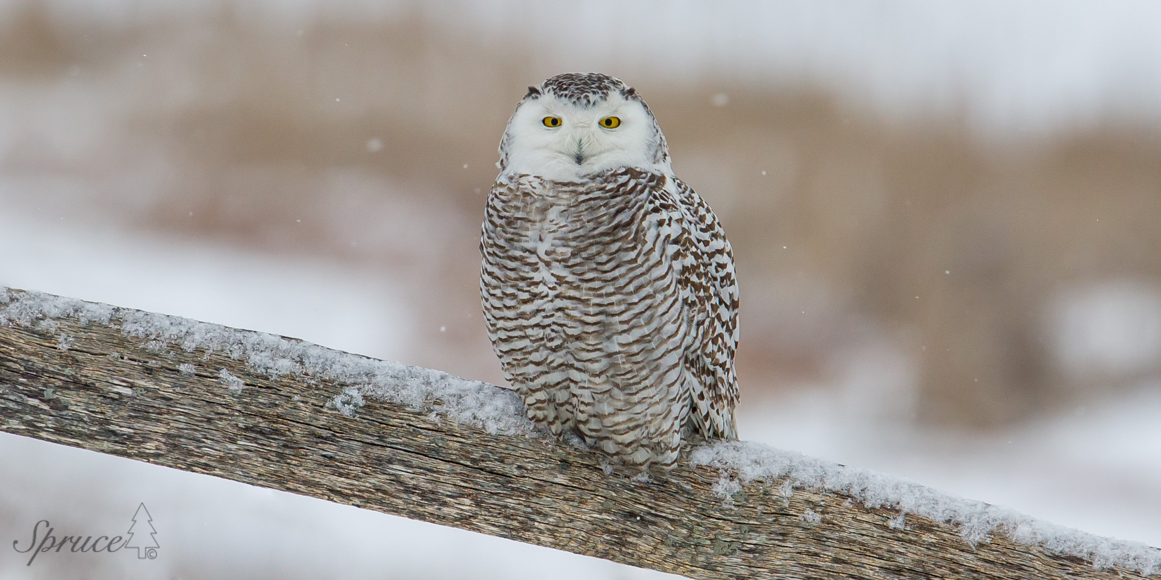 Snowy Owl