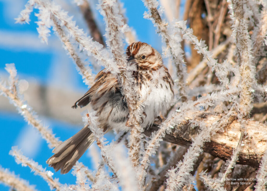 Perched song sparrow surround by twigs with hoar frost ice crystals.