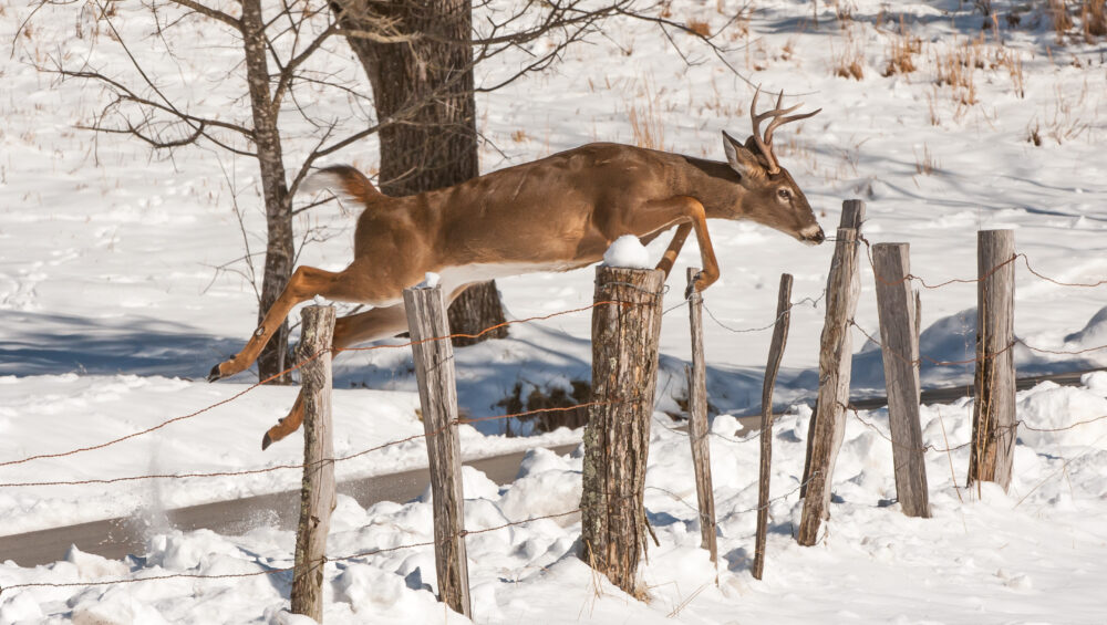 Whitetail buck jumping fence in Cades Cove in winter.