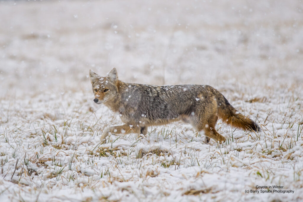 Coyote hunting in field during snow storm in Cades Cove.