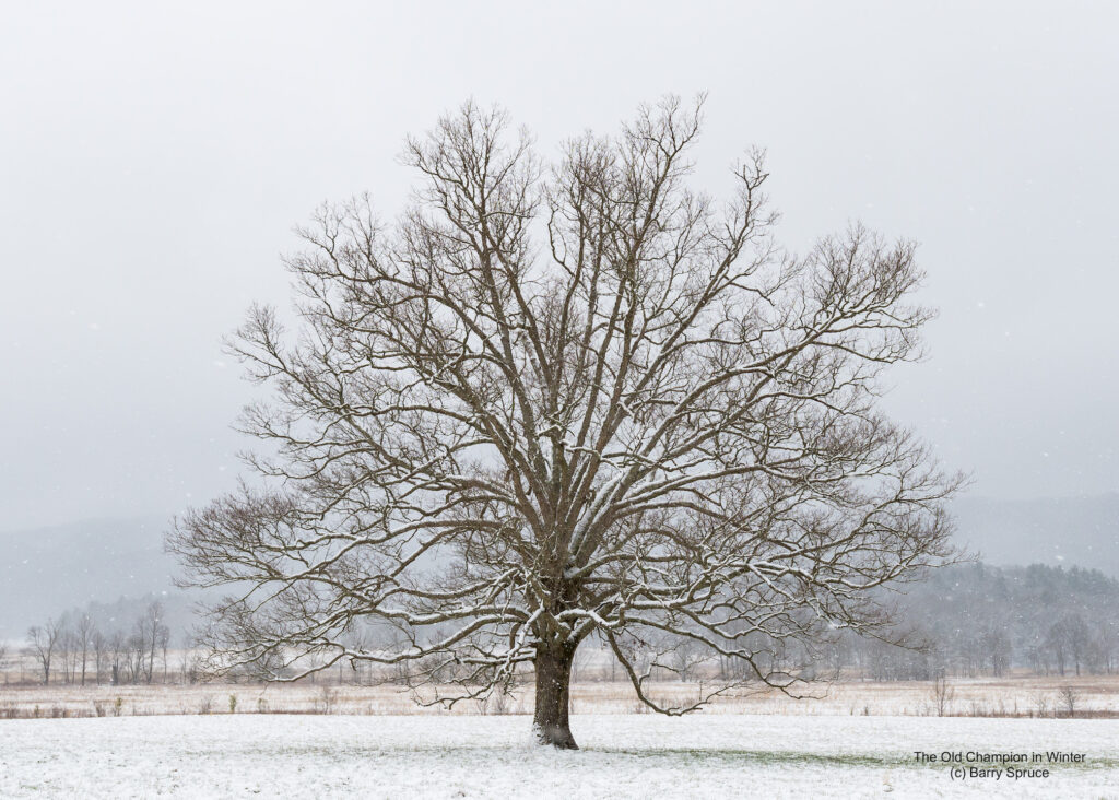 Individual tree standing in field dusted with snow.