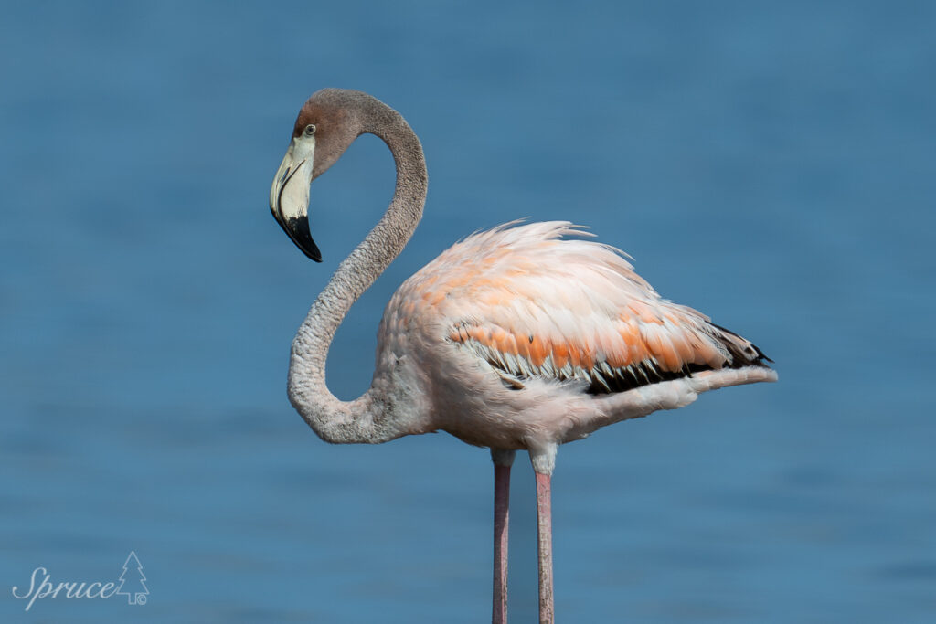 Immature American Flamingo exhibiting grayish colored feathers especially on head and neck