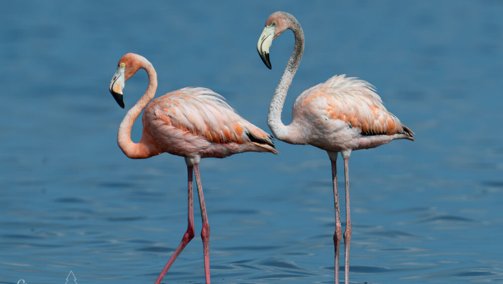 A mature and immature American Flamingo standing next to each other