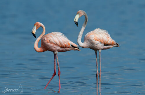 A mature and immature American Flamingo standing next to each other