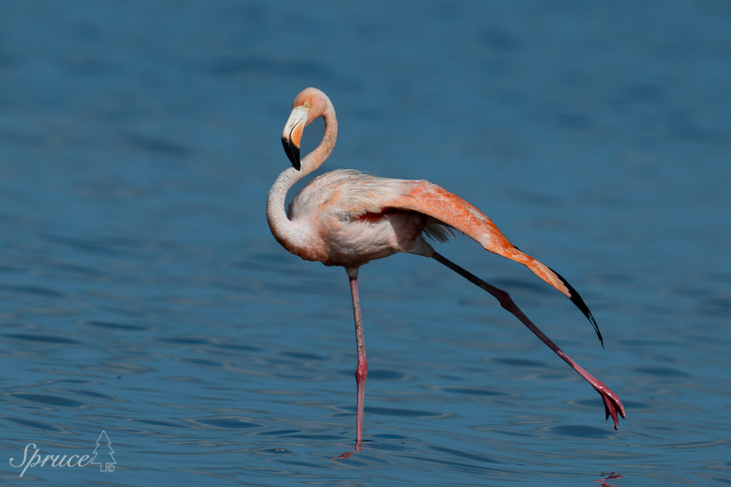 American Flamingo stretching one wing and one leg