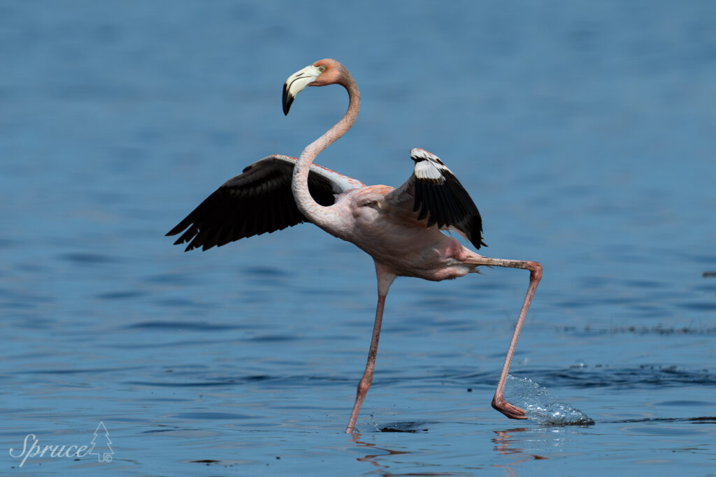 American Flamingo with wings spread running through the water