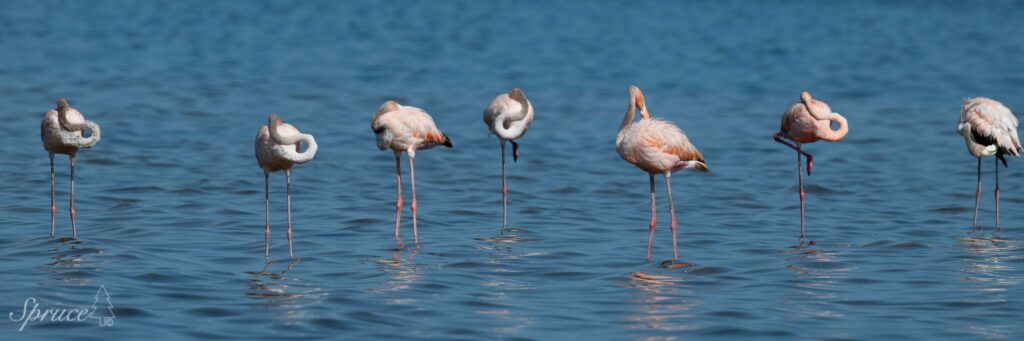 Line of flamingos standing in the water some immature exhibiting gray plumage.