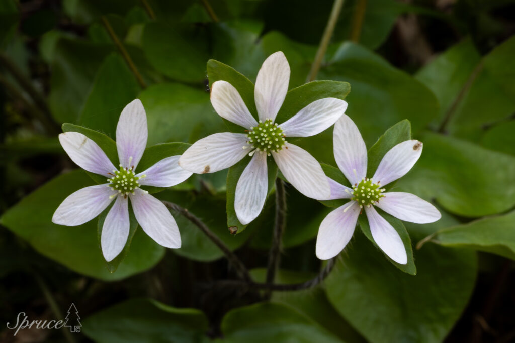 Group of three Hepatica wildflower blooms