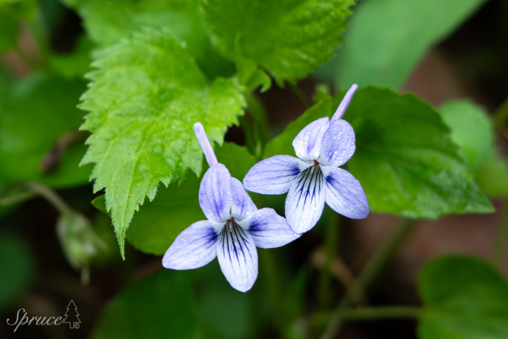 Photograph of spring ephemerals.