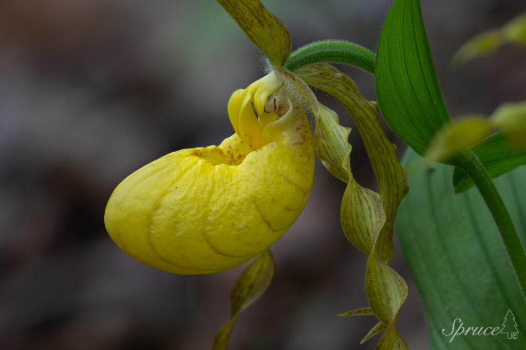 Side view of a yellow lady slipper