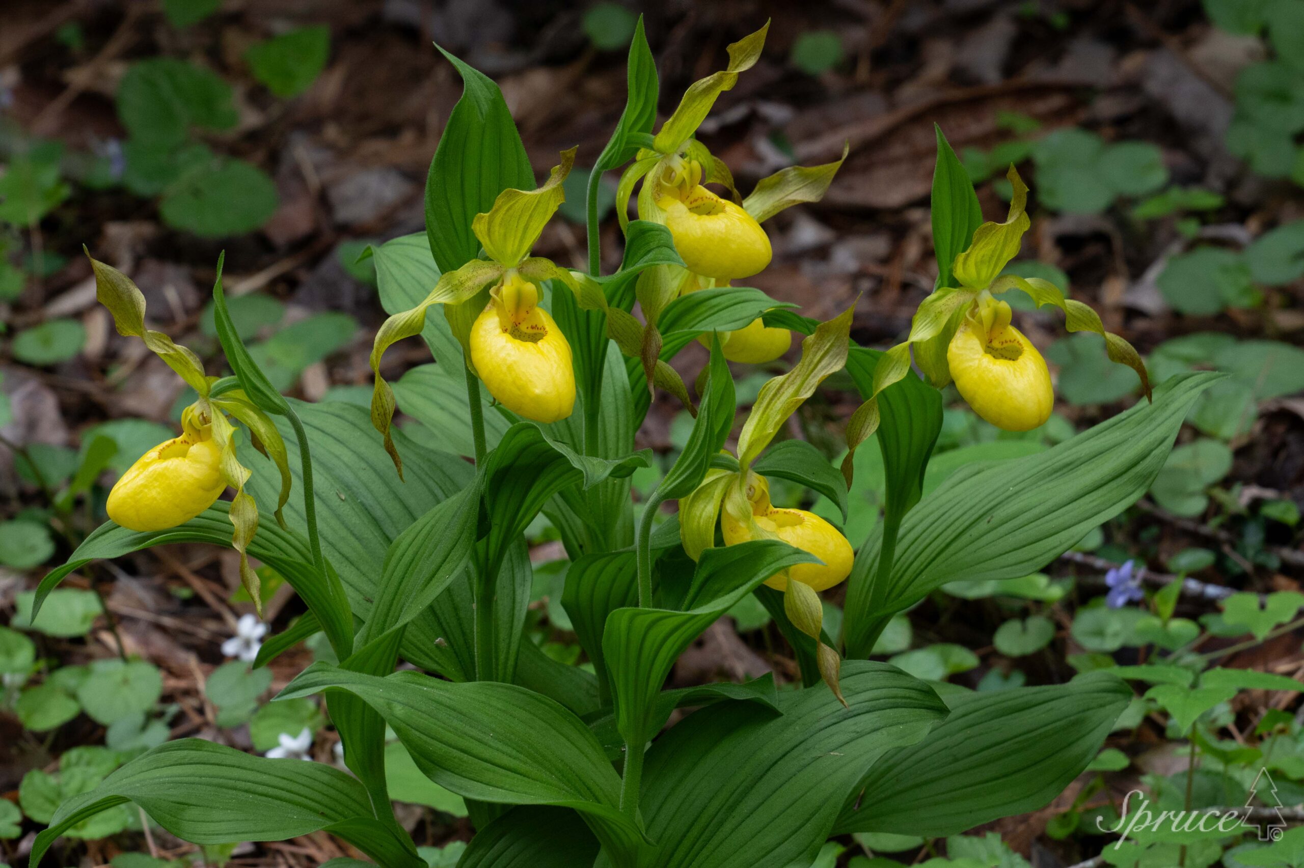 Group of yellow lady slippers