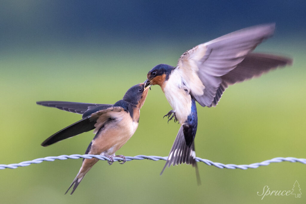 Adult Barn Swallow feeding a chick