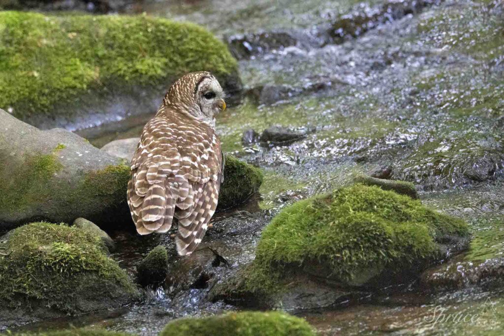 Barred Owl hunting in a mountain stream