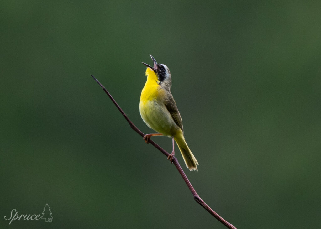 Common Yellowthroat perched on twig singing