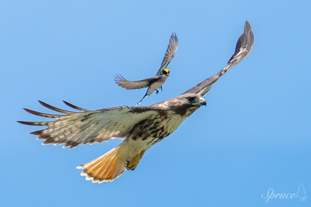 Eastern Kingbird chasing off a Red-tailed hawk