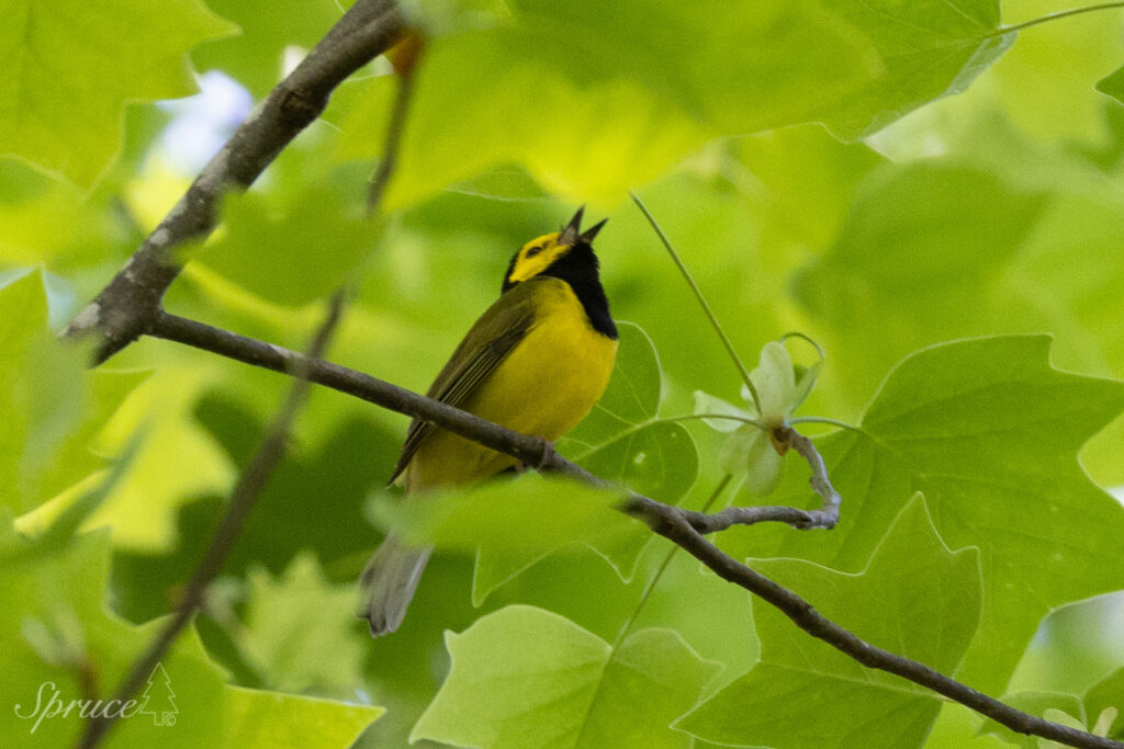 Male hooded warbler singing in tree