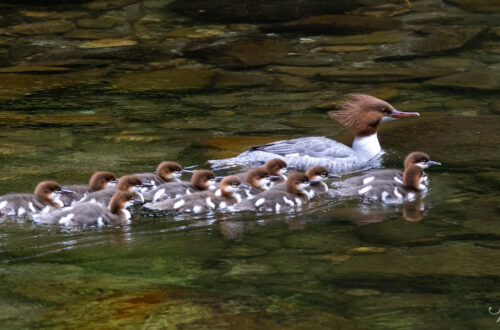 Common Merganser mother swimming in river with large group of chicks