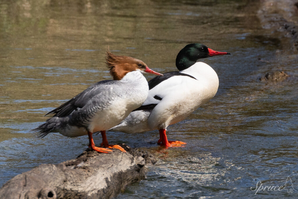 Male and female Common Merganser standing on rock in river