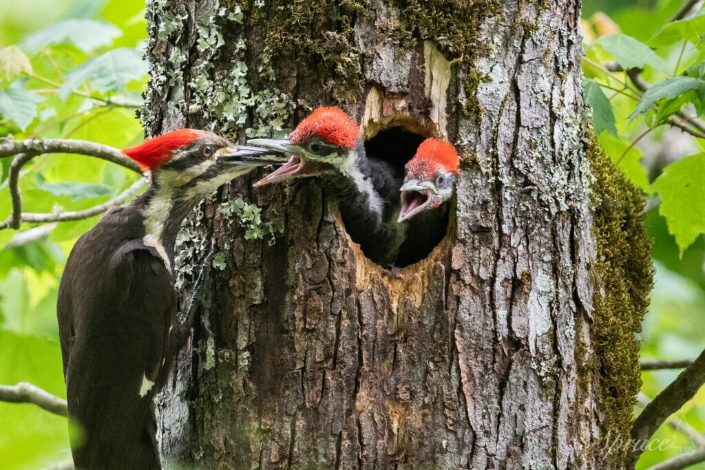 Pileated Woodpecker feeding chicks in a nesting hole