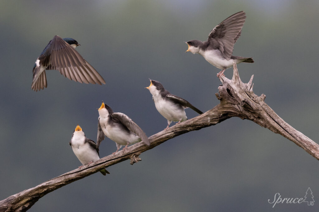 Baby tree swallows being fed by mother.