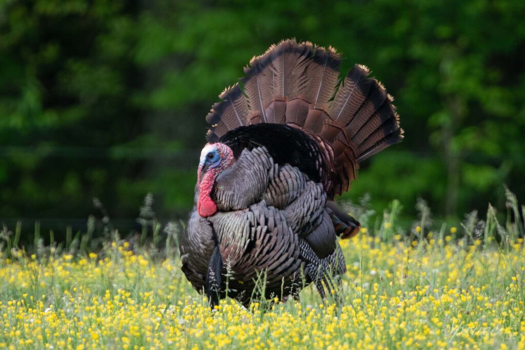 Wild turkey fanning tail feathers in field of yellow flowers