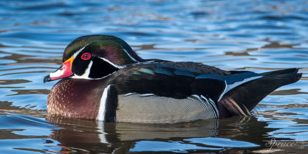 Adult Wood Duck