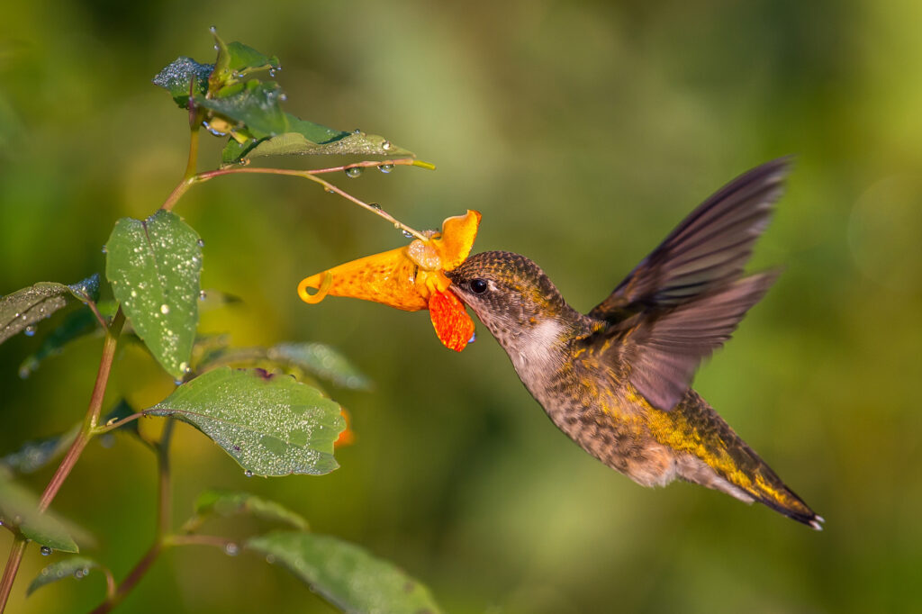 Female Ruby-throated hummingbird sipping nectar from a Jewelweed