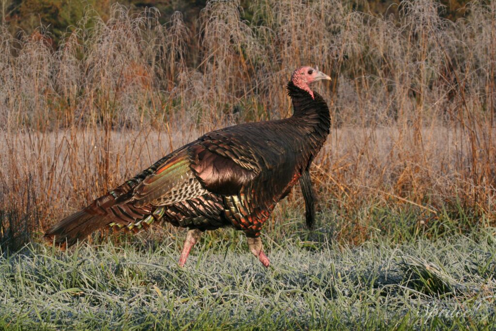 Tom turkey with bronze iridescent feathers