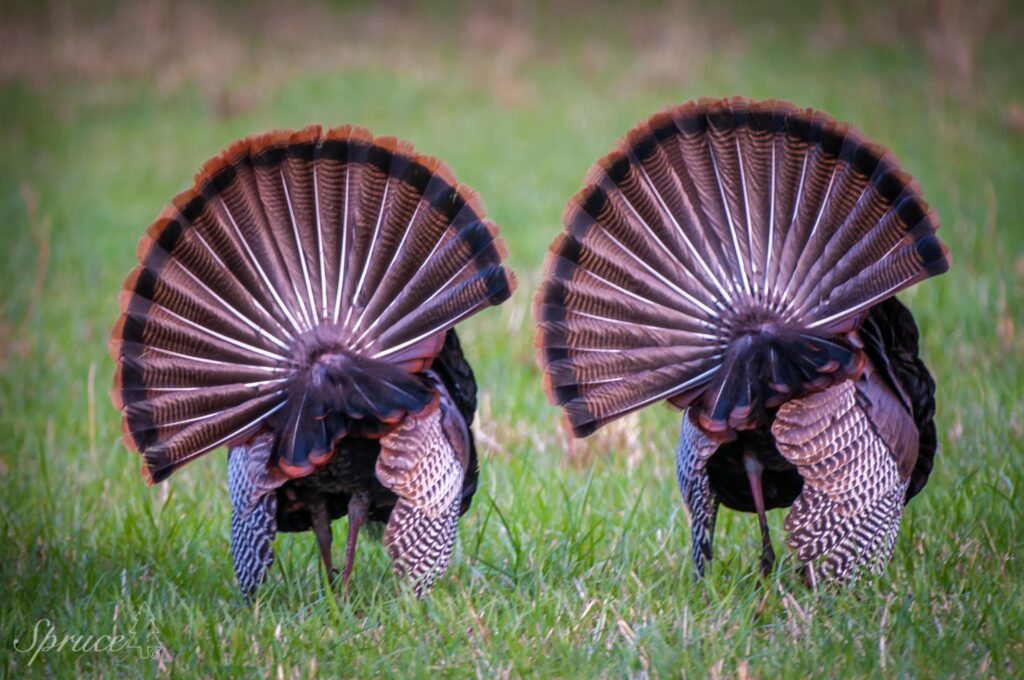 Two Tom Turkey strutting.