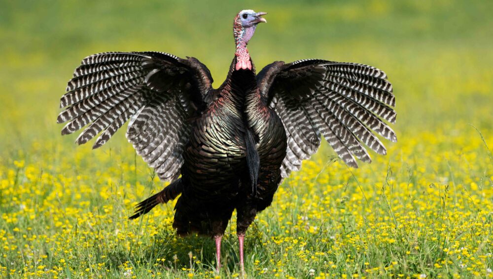 Tom turkey with wings spread in a field of yellow flowers in Cades Cove