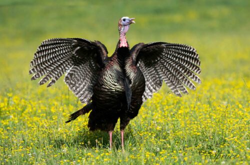 Tom turkey with wings spread in a field of yellow flowers in Cades Cove