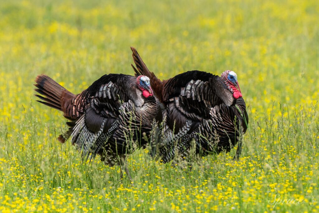 Two tom turkey in field of yellow flowers