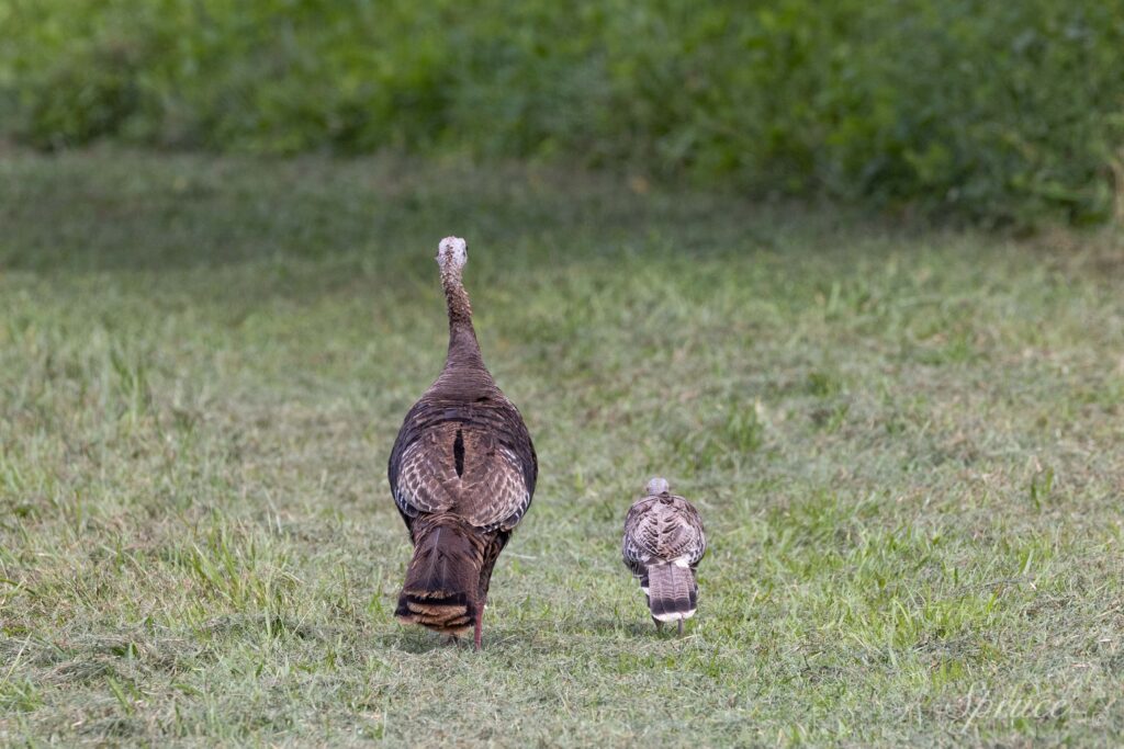 Smoky Phase turkey hen and poult walking side by side