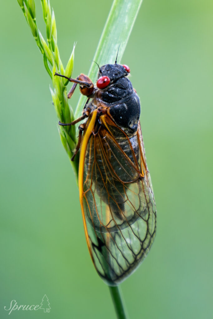 Adult cicada on tall grass stem