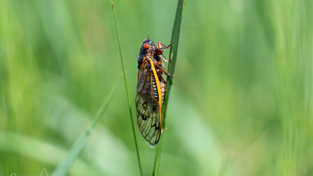 Adult periodical cicada on blade of grass in Cades Cove