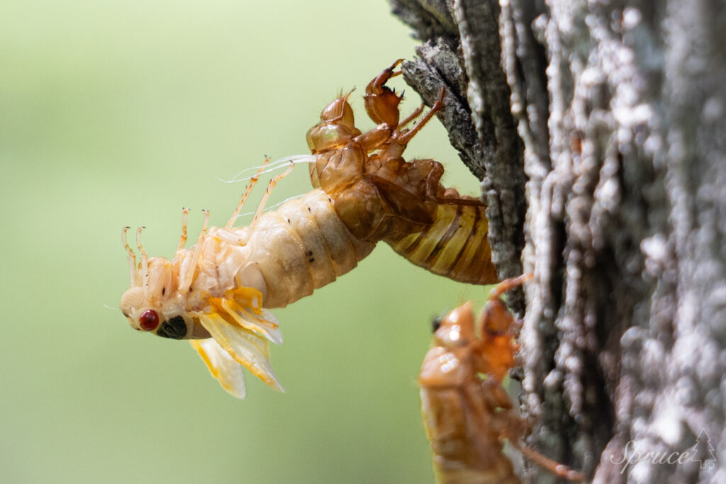 Cicada nymph undergoing final molt emerging from exoskeleton