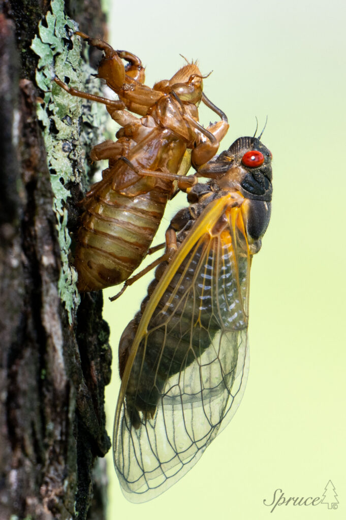 Adult cicada and empty exoskeleton