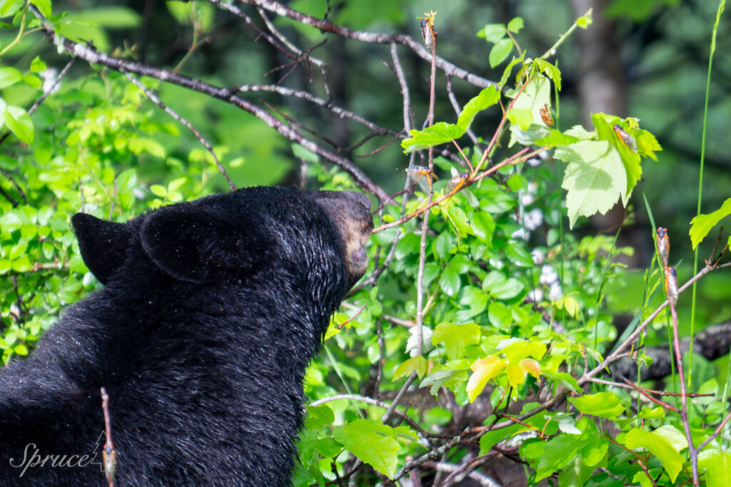 American Black Bear eating cicada in Great Smoky Mountains National Park