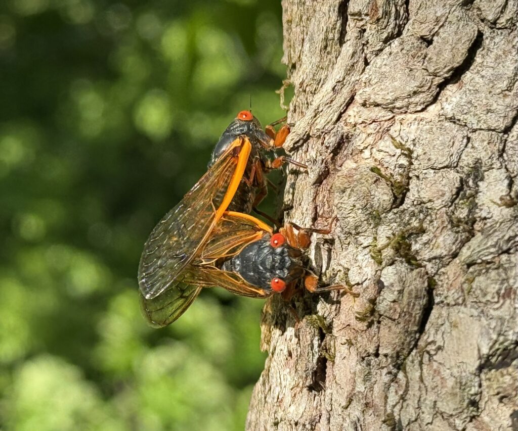 Cicada mating