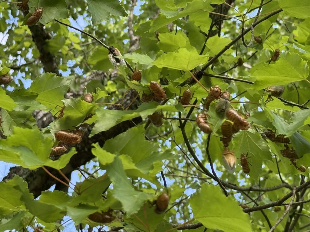 Cicada exoskeletons hanging from tree