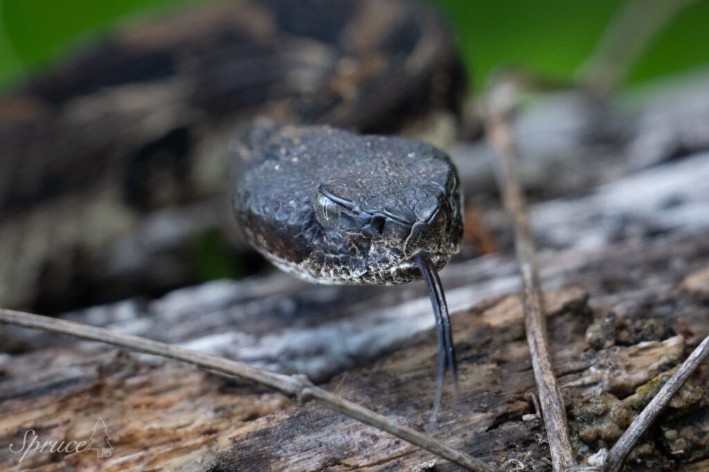 Black morph timber rattlesnake flicking tongue