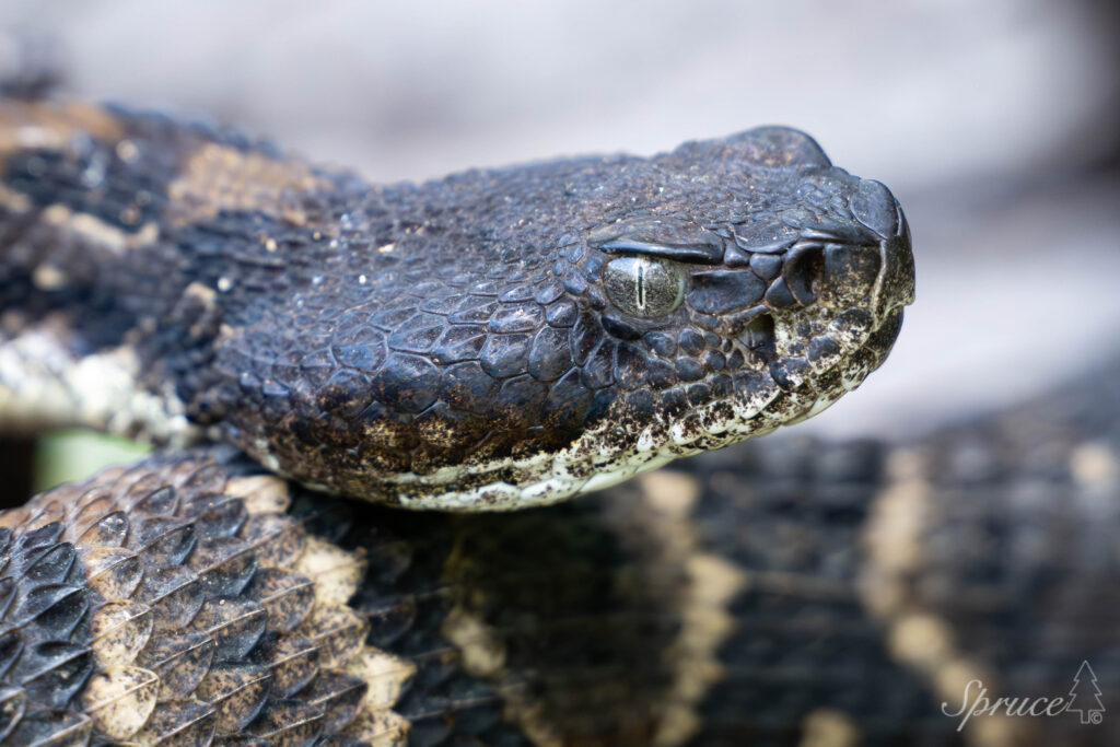 Black morph timber rattlesnake coiled
