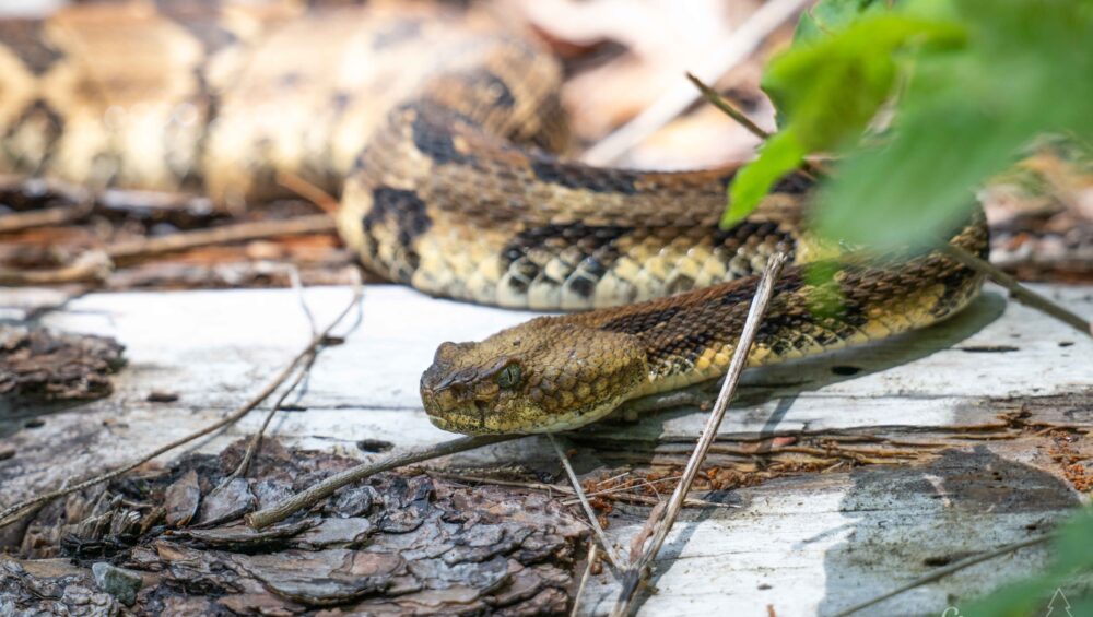 Yellow morph timber rattlesnake sunning on downed tree