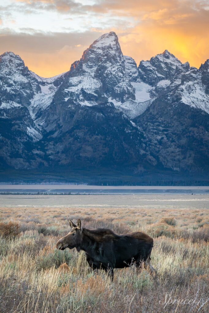 Moose in field with Grand Teton mountains in the background