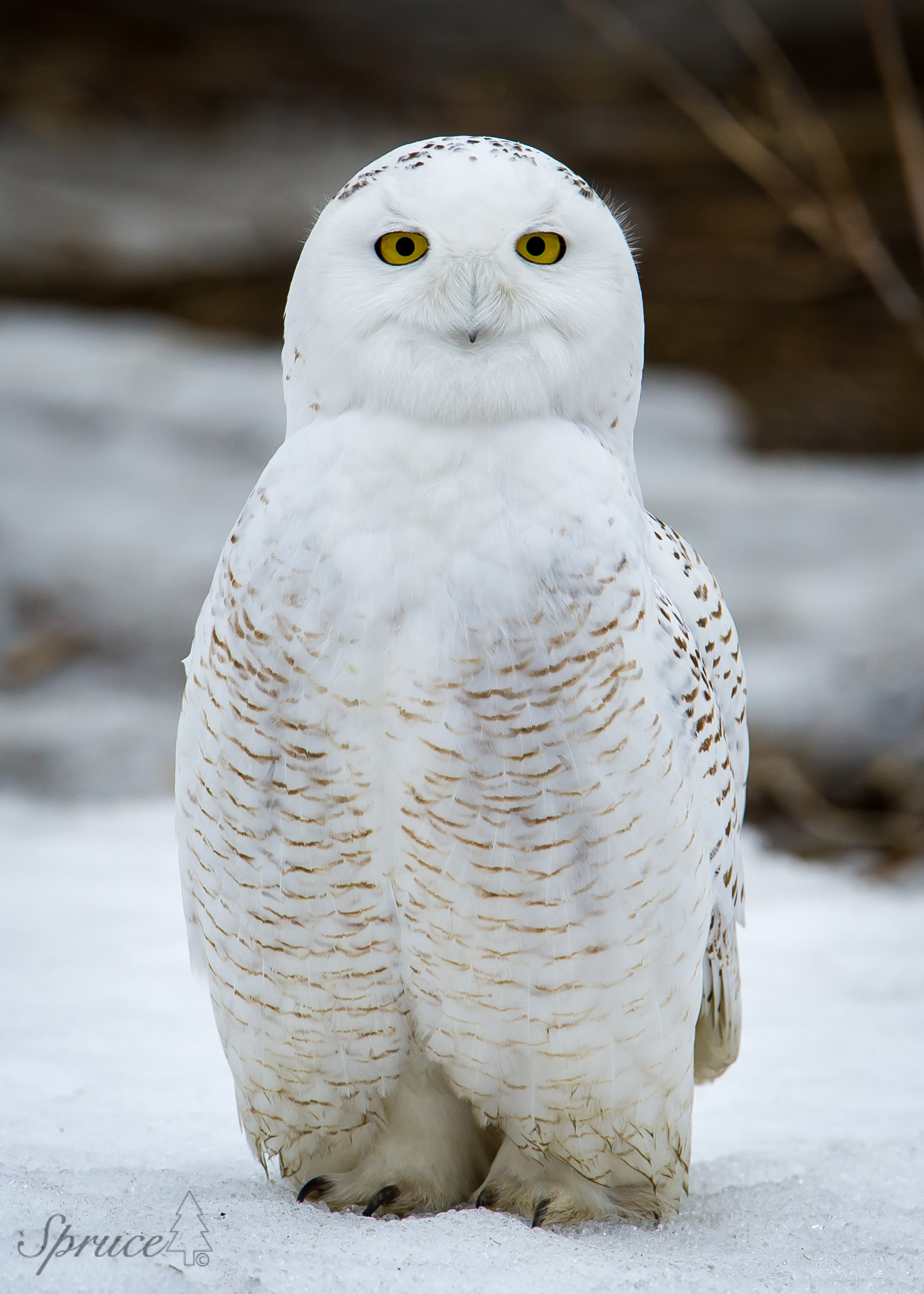 Snowy Owl